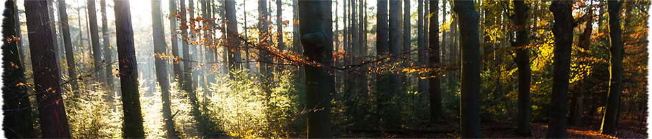 PA forestry | professional foresters