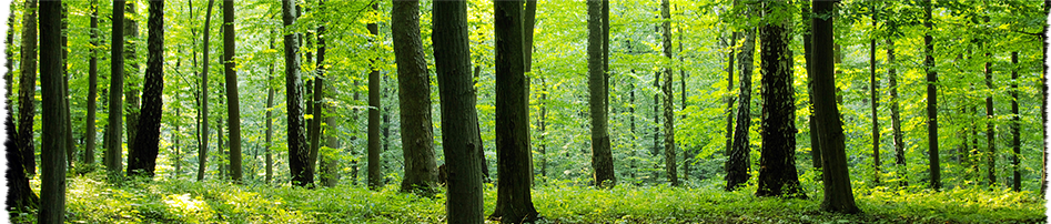 professional forester in Pennsylvania | forestwide contact